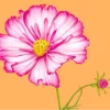 Wild Flowers in Procreate